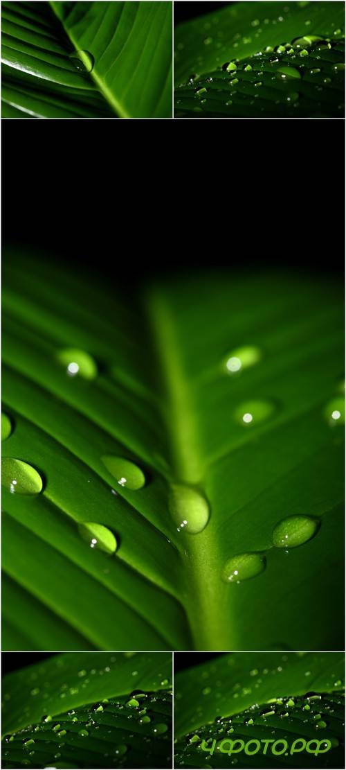 Photo Cliparts - Green Leaves