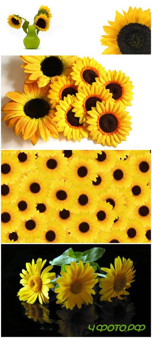 Photo Cliparts - Sunflower (Part 3)