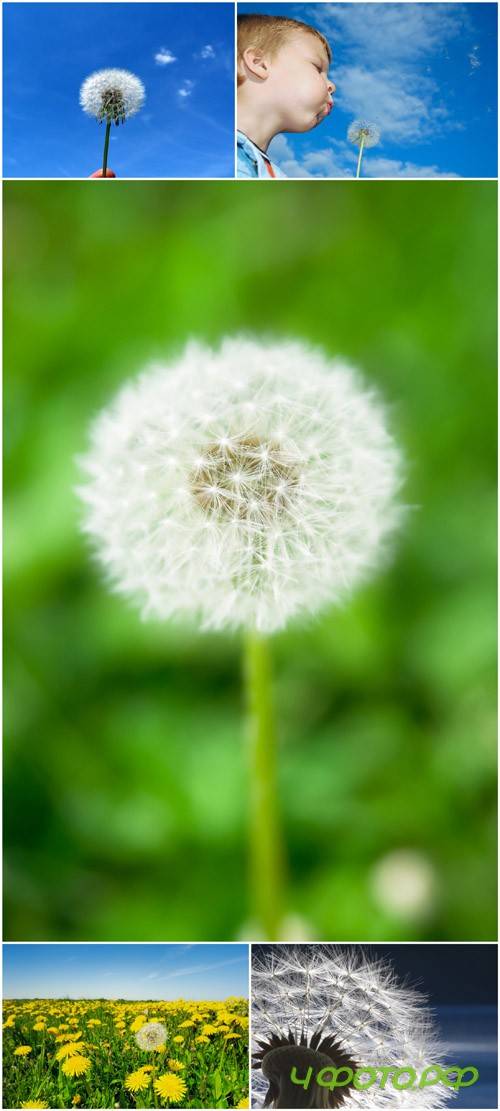 Photo Cliparts - Dandelion