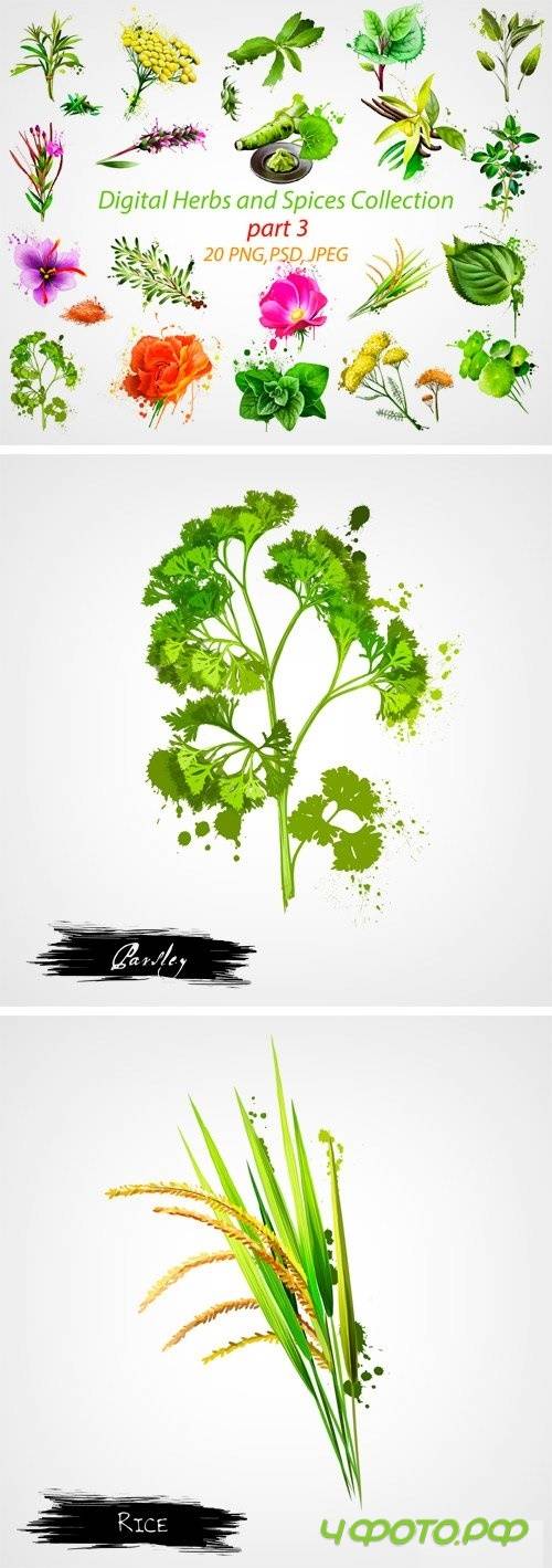 Digital Herbs and Spices Collection - 1236599