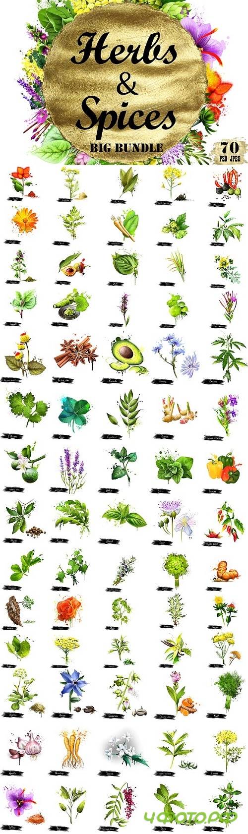 Herbs & Spices big bundle - 70pcs 1259612