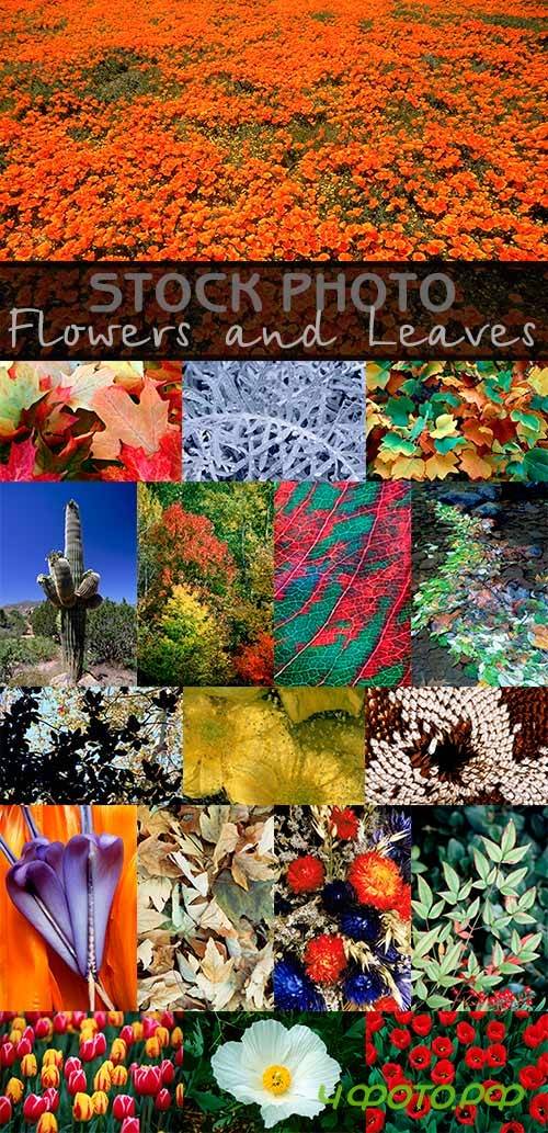 Flowers and Leaves Stock Photo