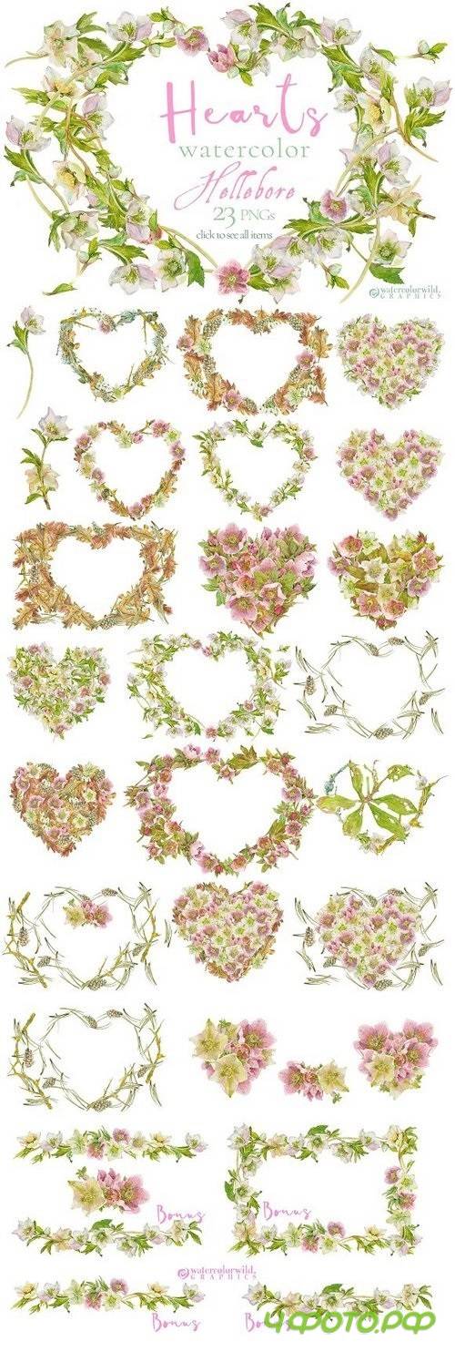 Hearts-watercolor-Hellebore 1162920