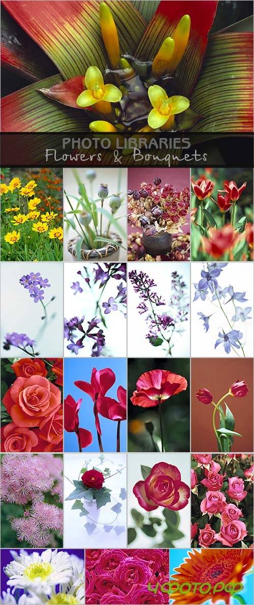 Photo Libraries - Flowers & Bouquets