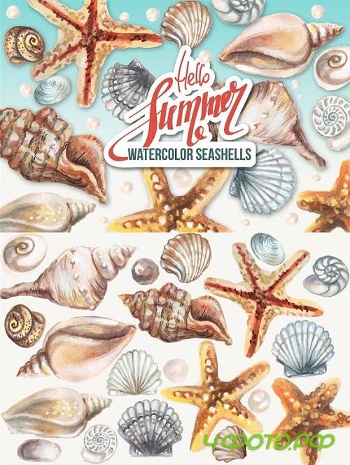 Watercolor Seashels 1435148