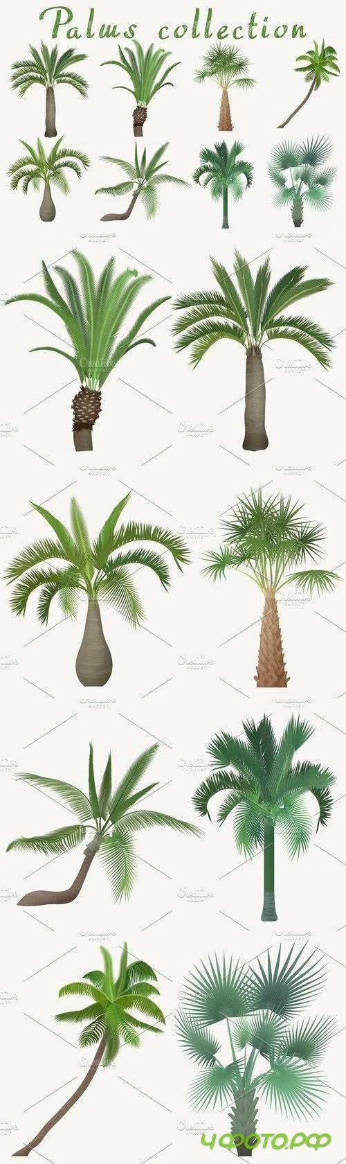 Exotic tropical realistic palm tree 1326593
