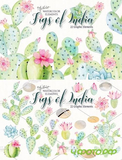 Figs of India Watercolor 1671909