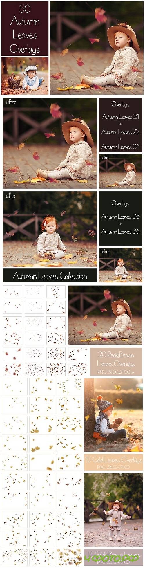 50+ Autumn Leaves Overlays - 1739221