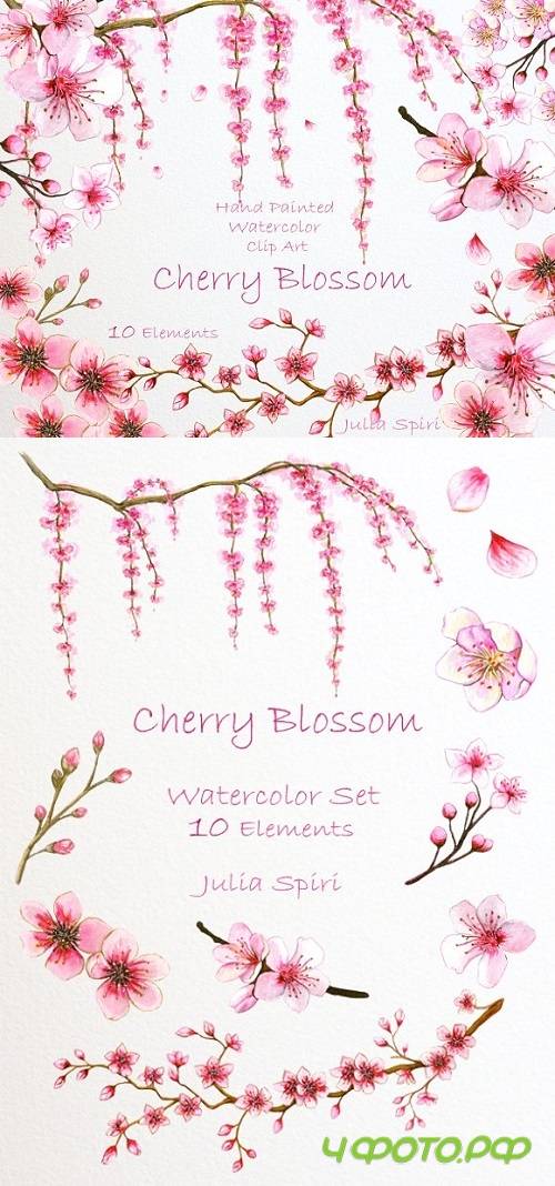Cherry Blossom. Watercolor Clip Art 780416