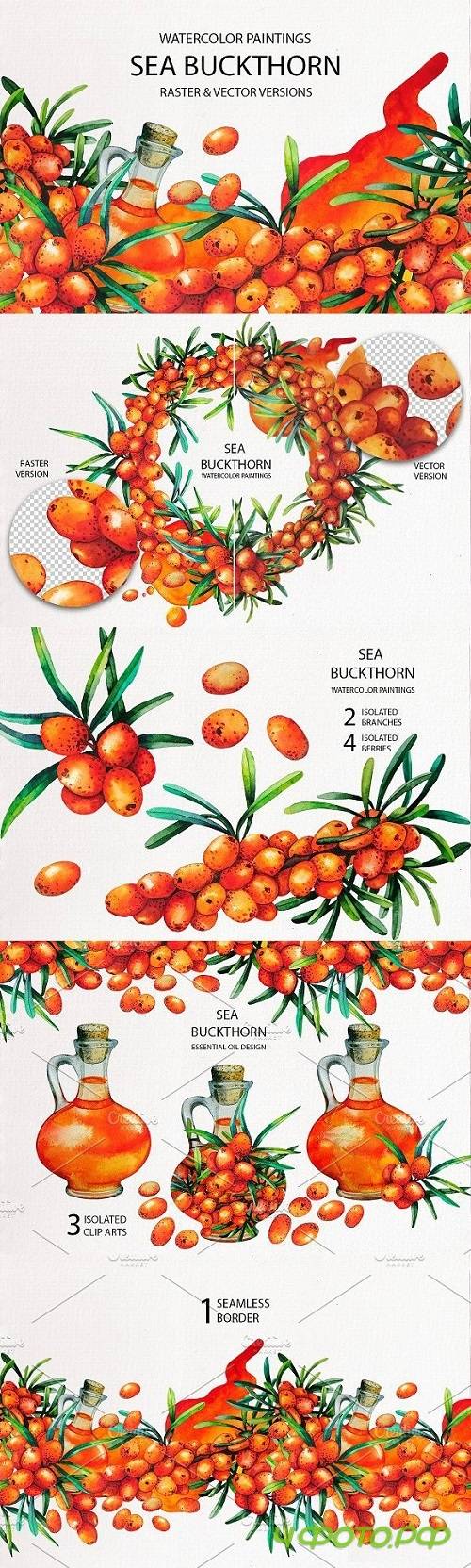 Watercolor Sea Buckthorn 1827763 Watercolor Sea Buckthorn 1827763