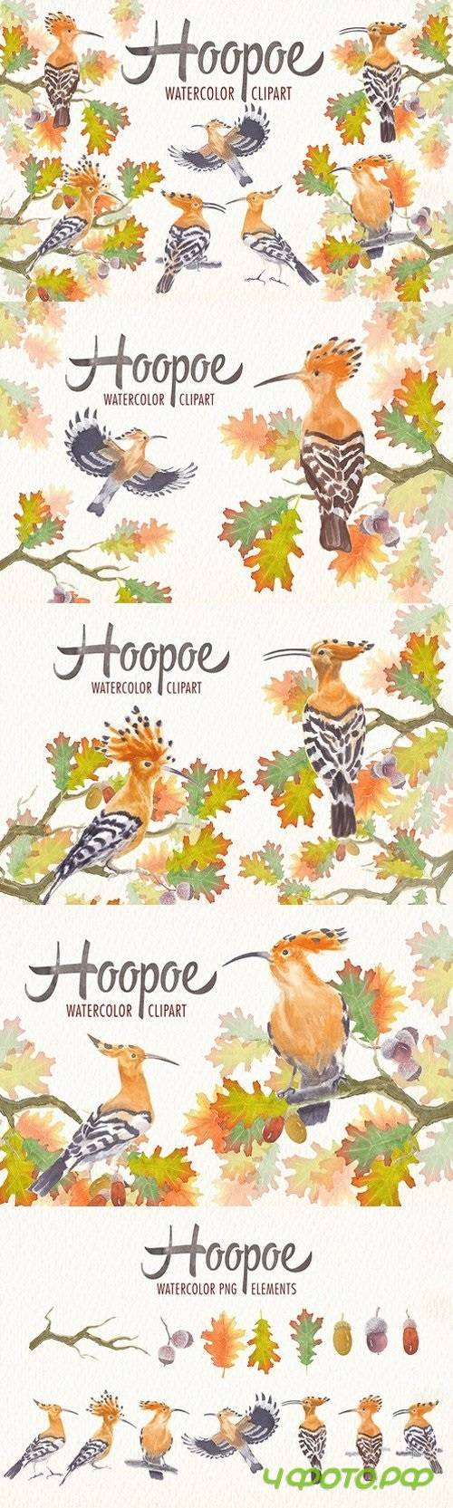 watercolor hoopoe bird clipart 1807565