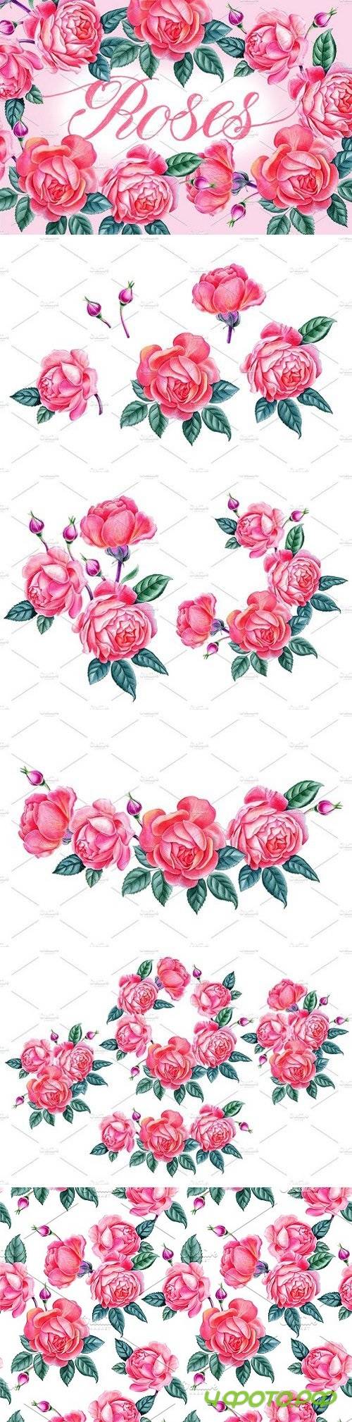 Roses 2042276