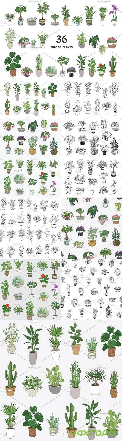 Indoor Plants 2181673