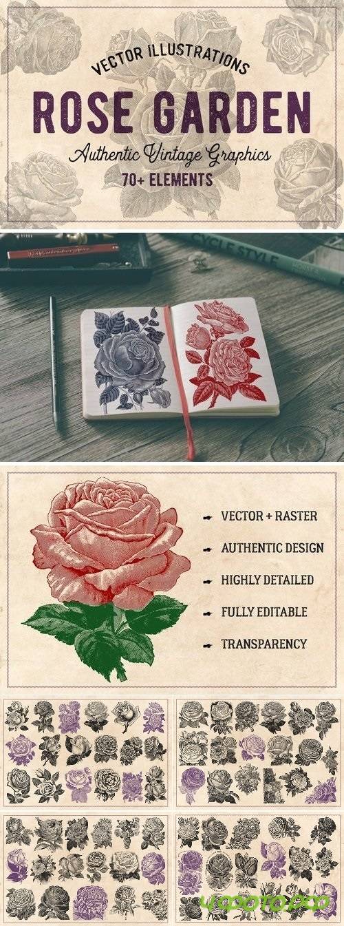 70 Vintage Rose Illustrations 1237189