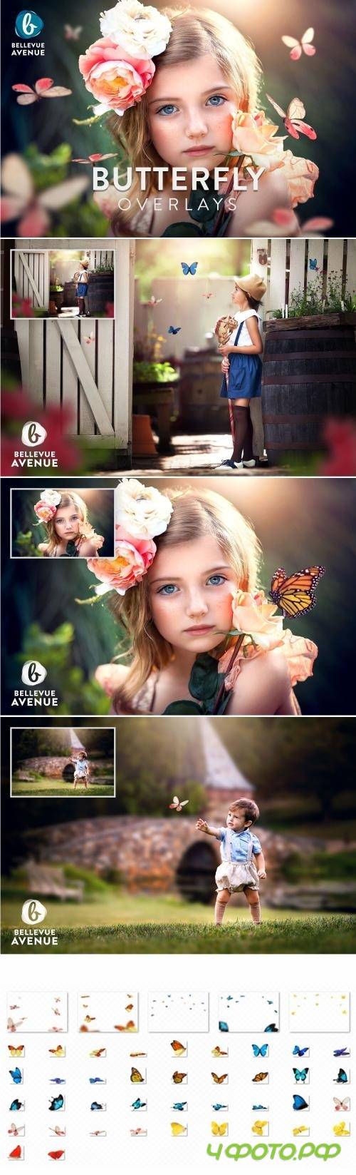 Butterfly Overlays (Real) - 2294970