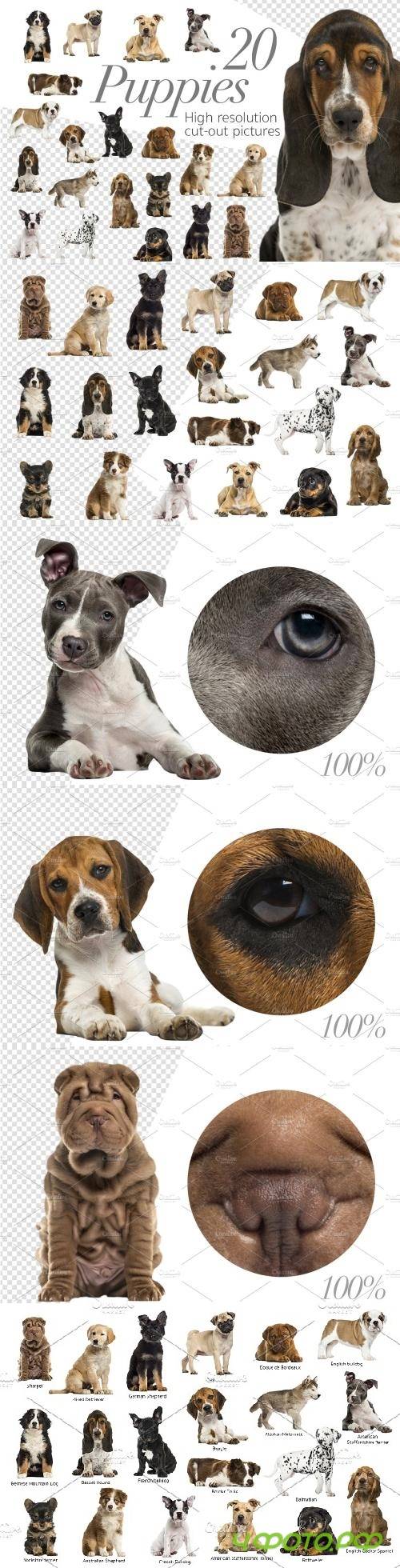 20 Puppies - Cut-out Pictures - 2261995