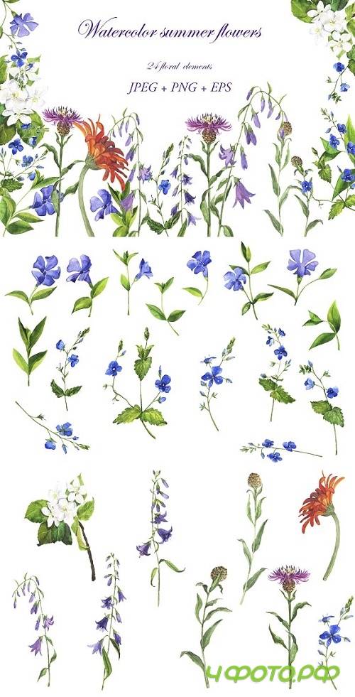 Watercolor summer flowers 2389854