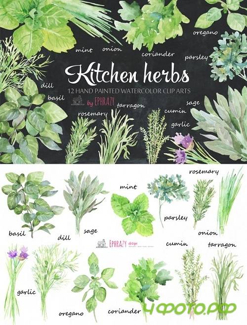 Kitchen herbs. Watercolor clipart 1576638