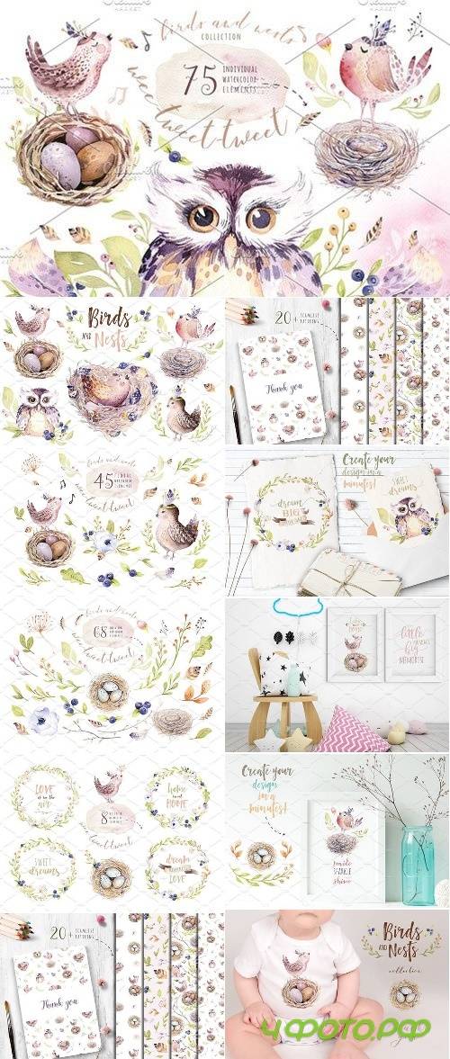 Birds and nests collection - 2404442