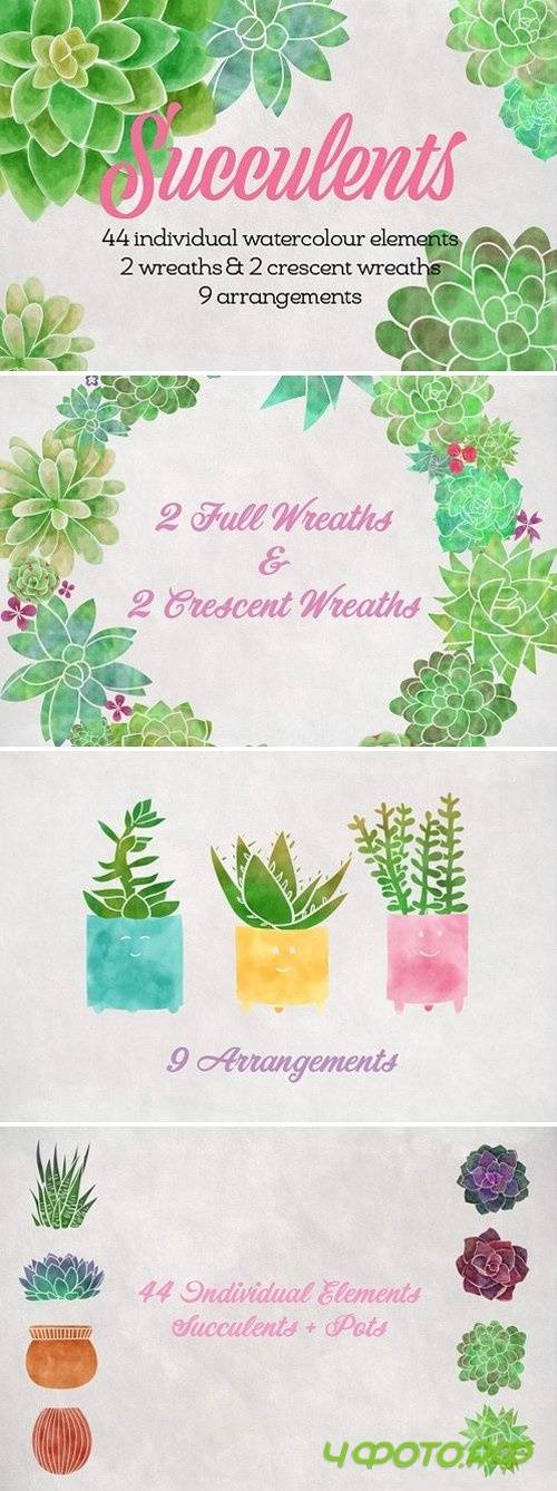 Succulents 1546845