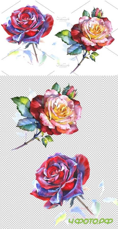 Stunning big red rose PNG watercolor - 2834929