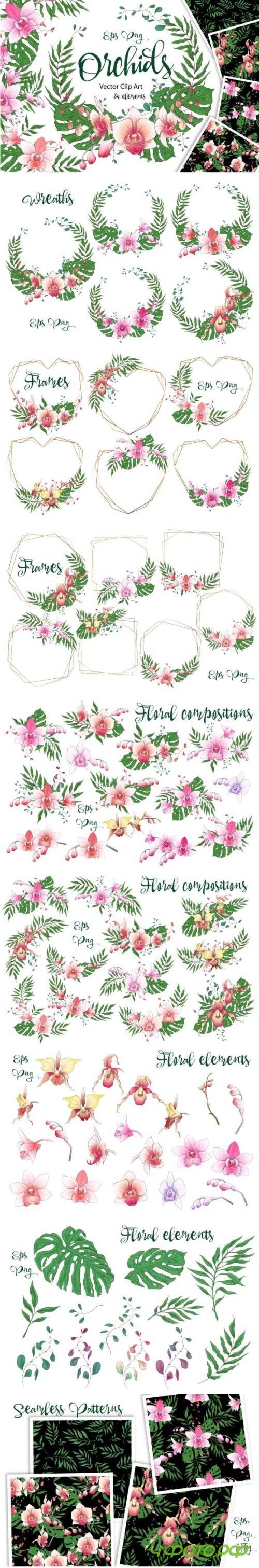 Orchids Graphics 3443603
