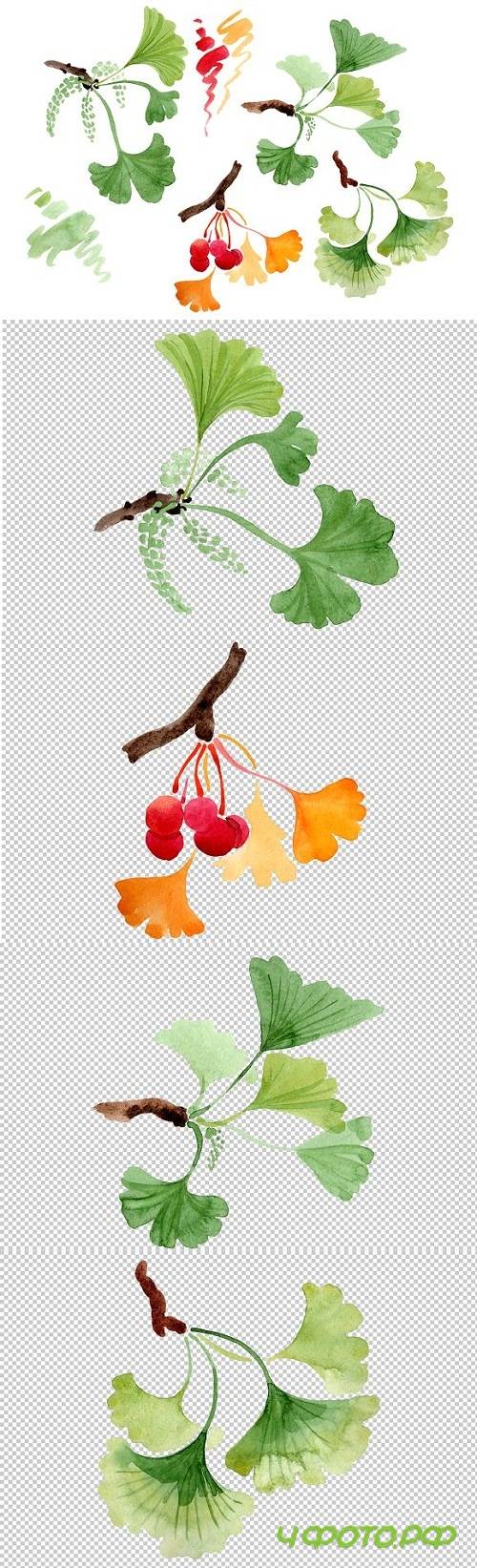 Ginkgo biloba Watercolor png - 3476182
