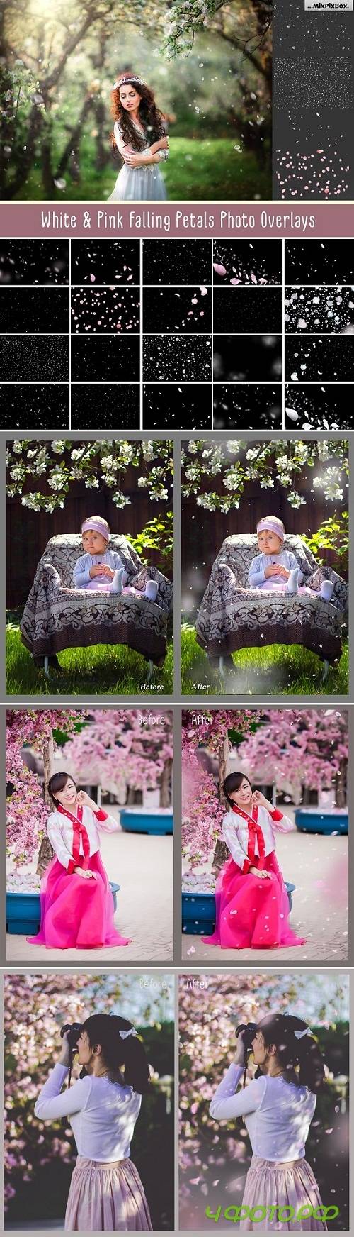 White and Pink Petals Overlays 618524