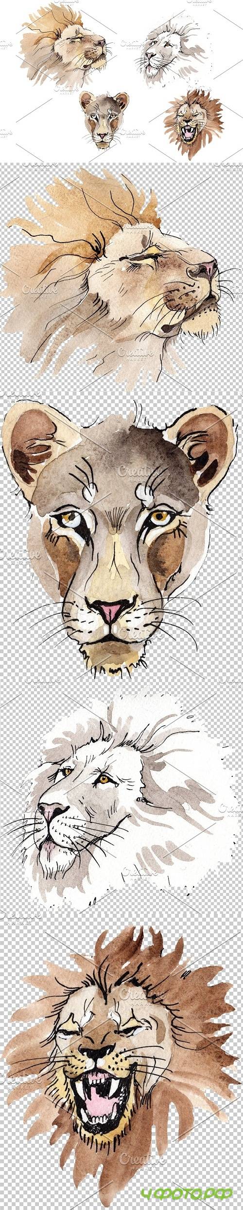 Animal: Lion Watercolor png - 3544891