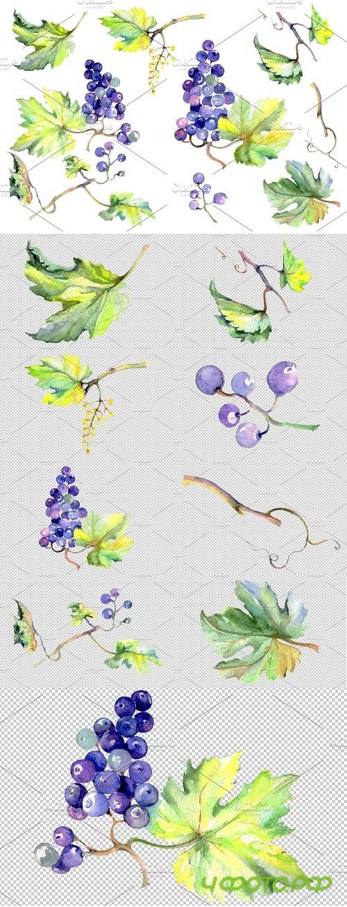 Grapes Watercolor png - 3546424 Grapes Watercolor png - 3546424