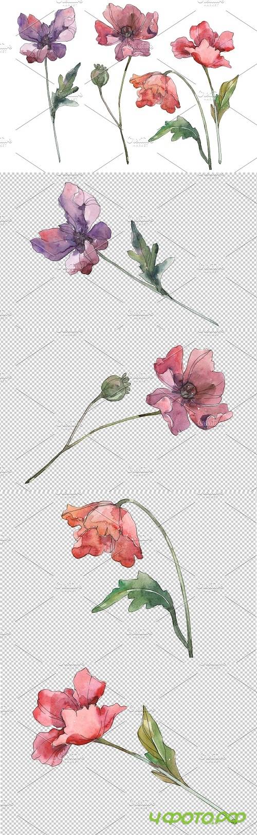 Poppy Watercolor png - 3584629