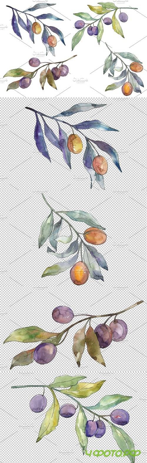 Olives 3 Watercolor png - 3584505