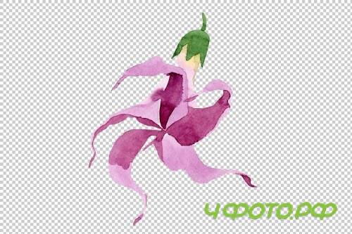 Wildflower burgundy Brugmansia PNG - 3054181