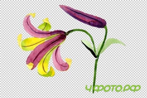 Wildflower lemon lily PNG watercolor - 3050355