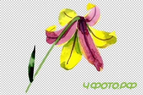 Wildflower lemon lily PNG watercolor - 3050355