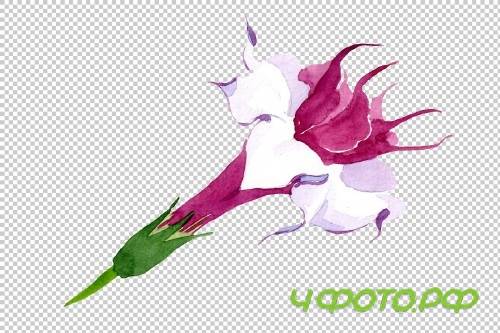 Wildflower burgundy Brugmansia PNG - 3054181