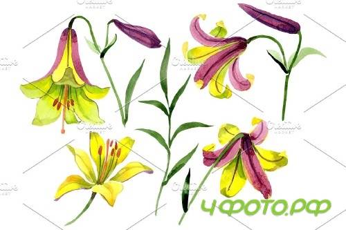 Wildflower lemon lily PNG watercolor - 3050355