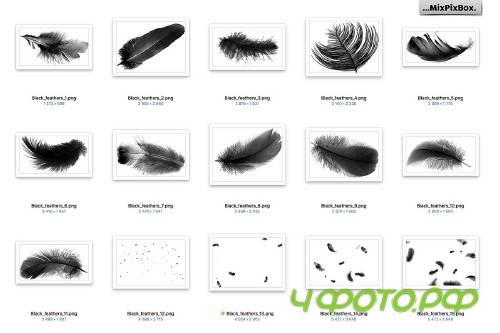 Black Feathers Overlays - 3034616