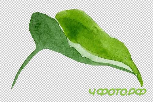 Wildflower burgundy Brugmansia PNG - 3054181