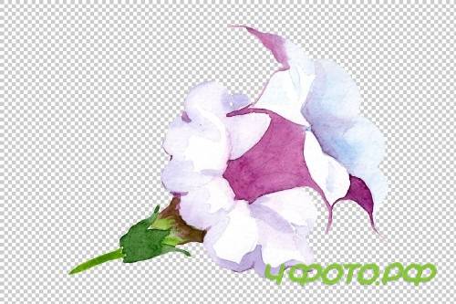 Wildflower burgundy Brugmansia PNG - 3054181