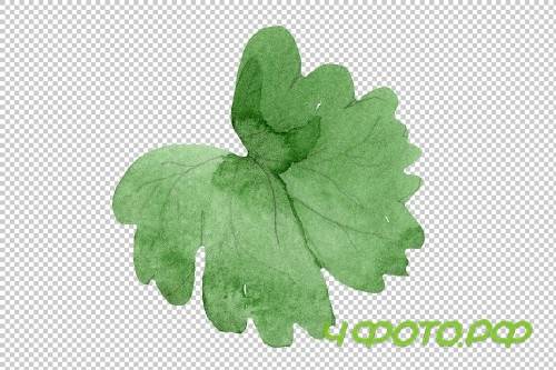 Flowers set PNG watercolor - 3050283