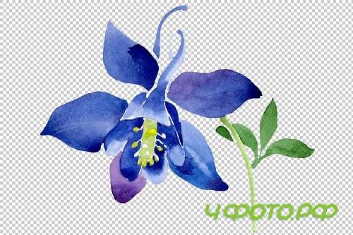 Flowers set PNG watercolor - 3050283