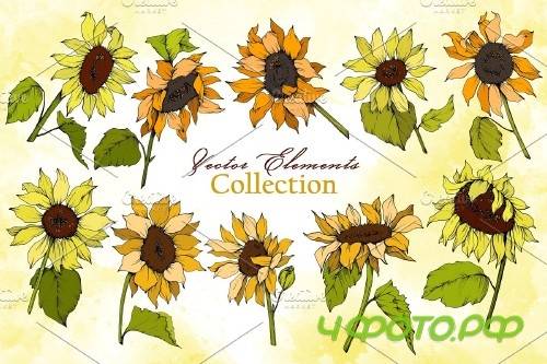Sunflower Vector Collection - 3682058 -