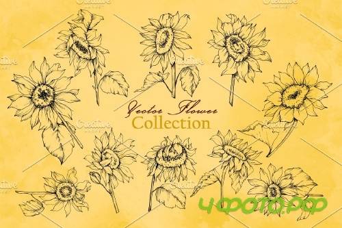 Sunflower Vector Collection - 3682058 -