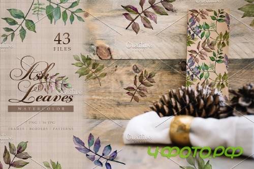 Ash leaves PNG watercolor set - 3100473