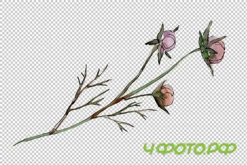 Cosmos flower PNG watercolor set - 3100218