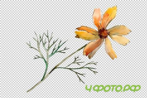 Cosmos flower PNG watercolor set - 3100218