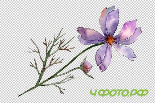 Cosmos flower PNG watercolor set - 3100218