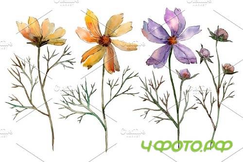 Cosmos flower PNG watercolor set - 3100218