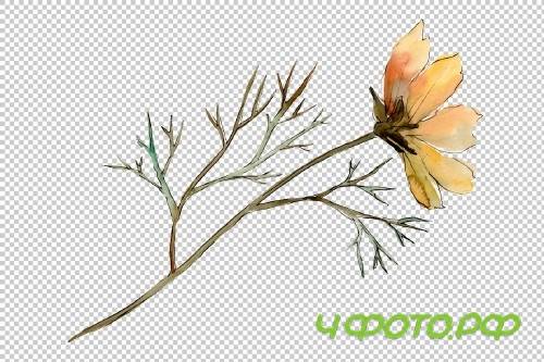 Cosmos flower PNG watercolor set - 3100218